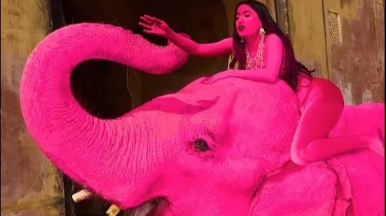 Viral 'Pink Elephant' died - Jaipur 