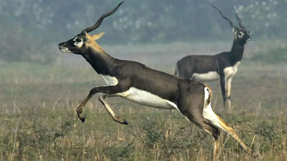 काला हिरण