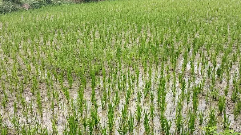 फसलों को संजीवनी