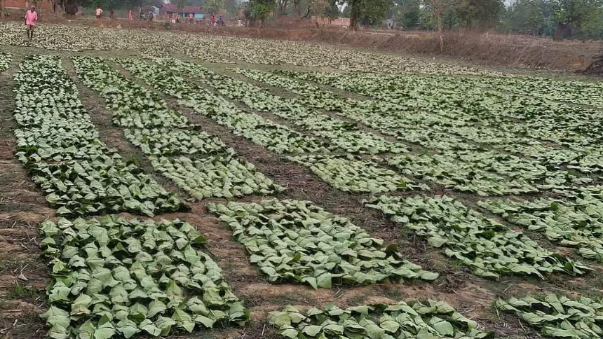 तेंदूपत्ता खरीदी