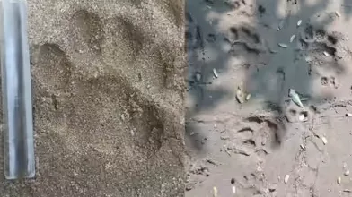 पगमार्क