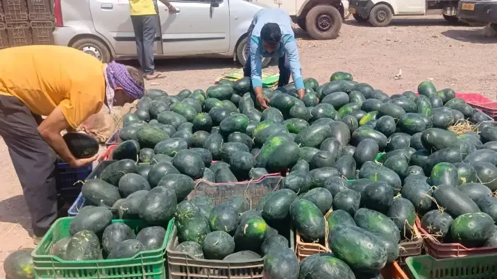 Watermelon crisis