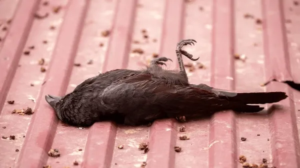 Chennai on alert after mass death of crows 