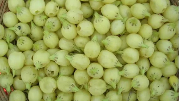 महुए का वाजिब दाम