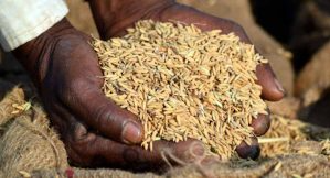 छत्तीसगढ़ में कई केन्द्रों में धान खरीदी बंद