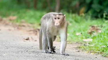 बोनेट मैकाक बंदर