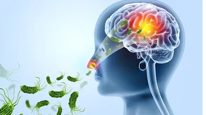 Brain eating amoeba