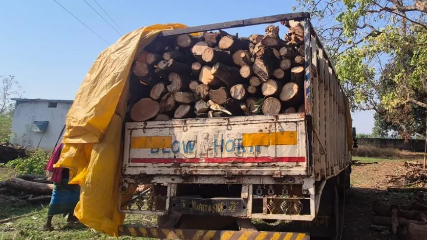 40-50 trucks carrying timber illegally everyday