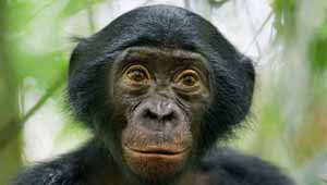 बोनोबोस बंदर