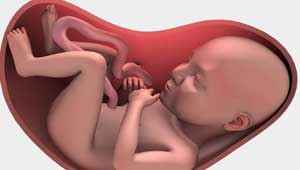 गर्भ में शिशु