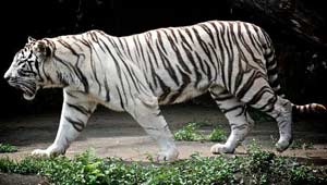 सफेद बाघ