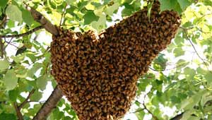मधुमक्खी का हमला