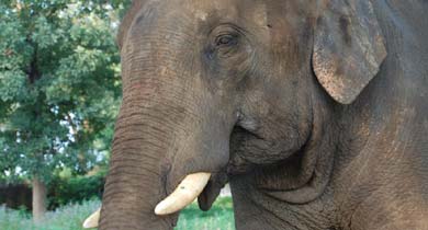 छत्तीसगढ़ में 32 हाथियों की करंट से मौत