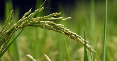 छत्तीसगढ़ में धान PADDY