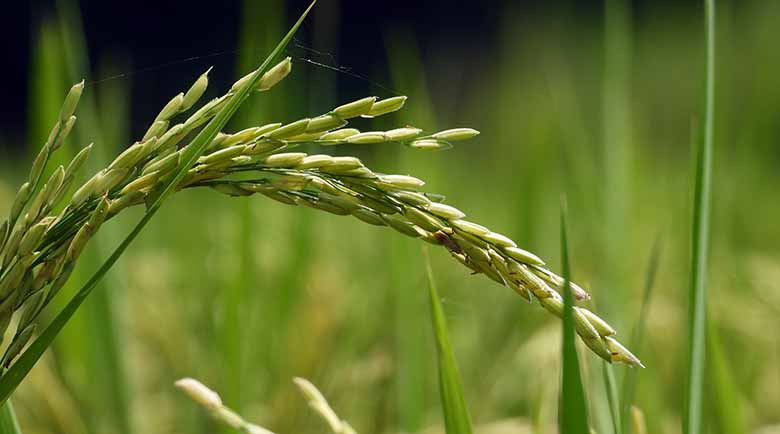 छत्तीसगढ़ में धान PADDY