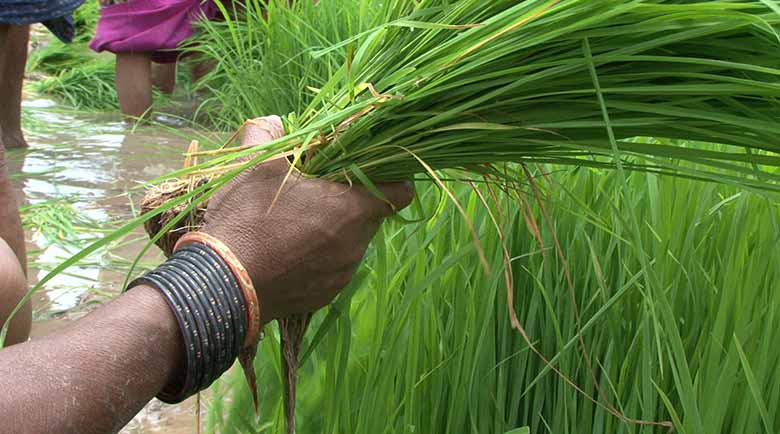 धान किसान बारिश