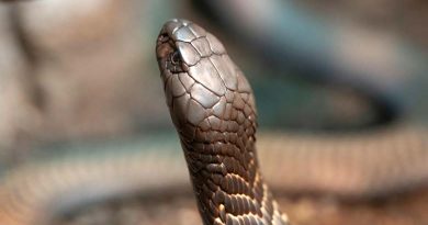 king cobra