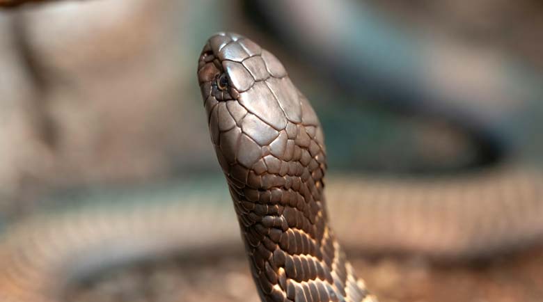 king cobra