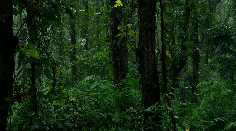 rain in forest of chhattisgarh