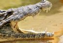 World’s Largest Crocodile Cassius