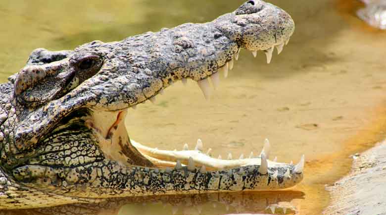 World’s Largest Crocodile Cassius